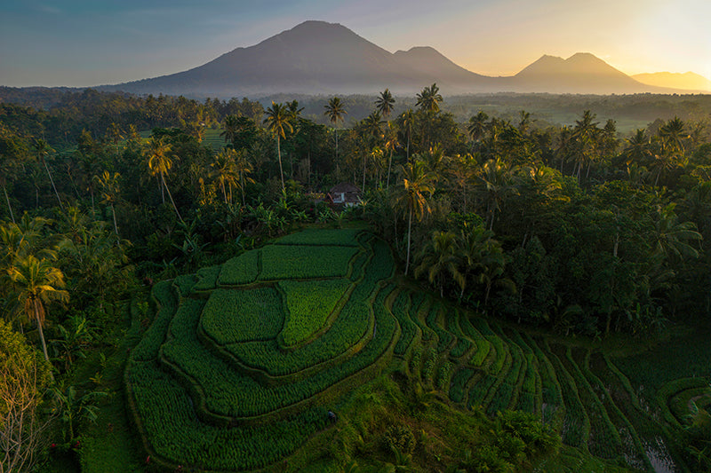 Subak Symphony