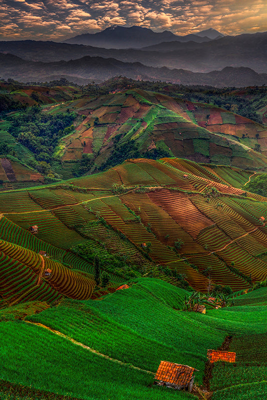 Harvest Waves