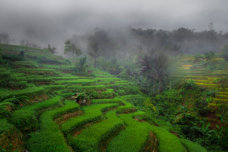 Misty Green